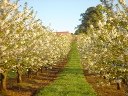 cherryblossomrow